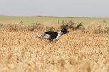 SETTER ANGLAIS 147
